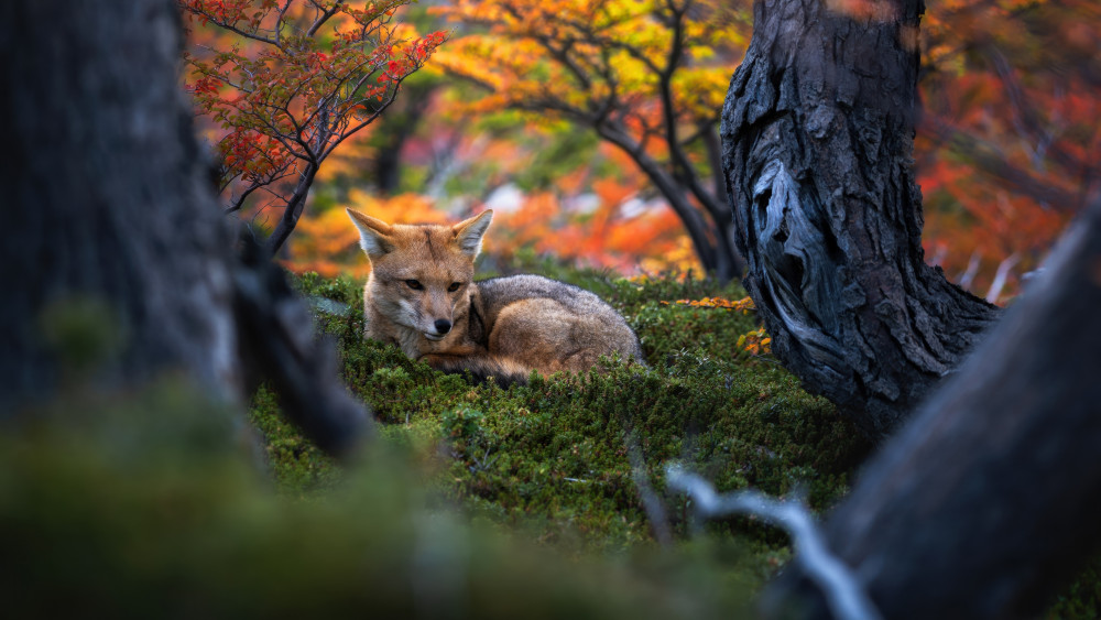 Patagonian fox Wallpaper