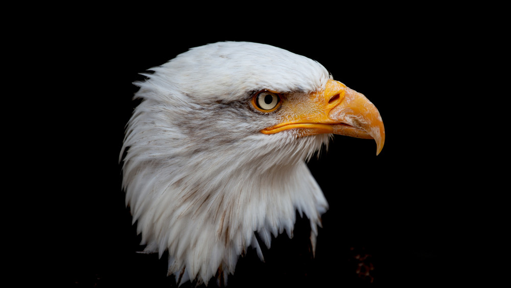 Bald eagle Wallpaper