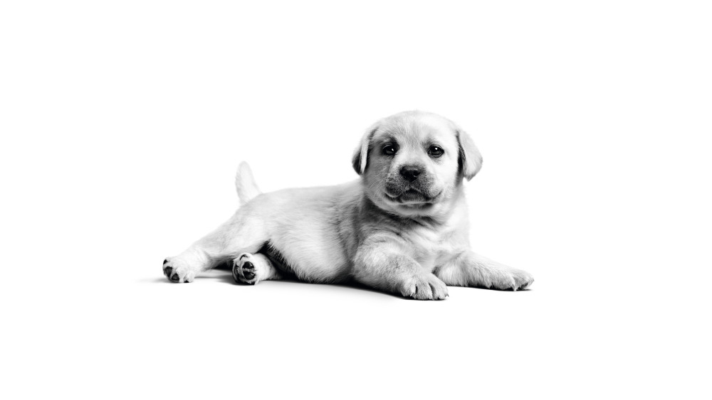 Labrador puppy Wallpaper