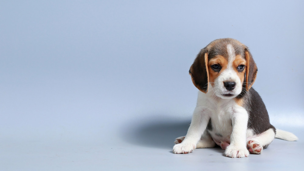 Beagle puppy Wallpaper