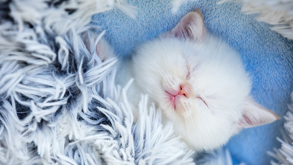 Cute Kitten Wallpaper