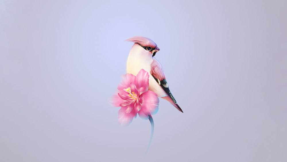 Bohemian waxwing Wallpaper