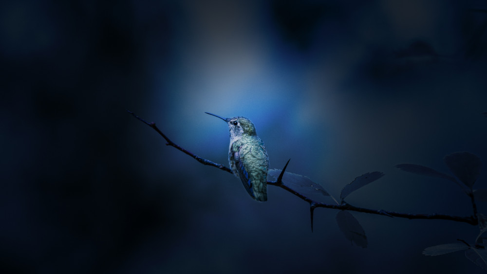 Hummingbird Wallpaper