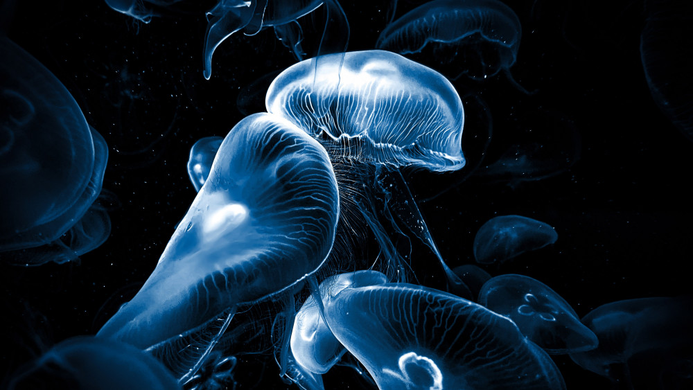 Jellyfishes Wallpaper