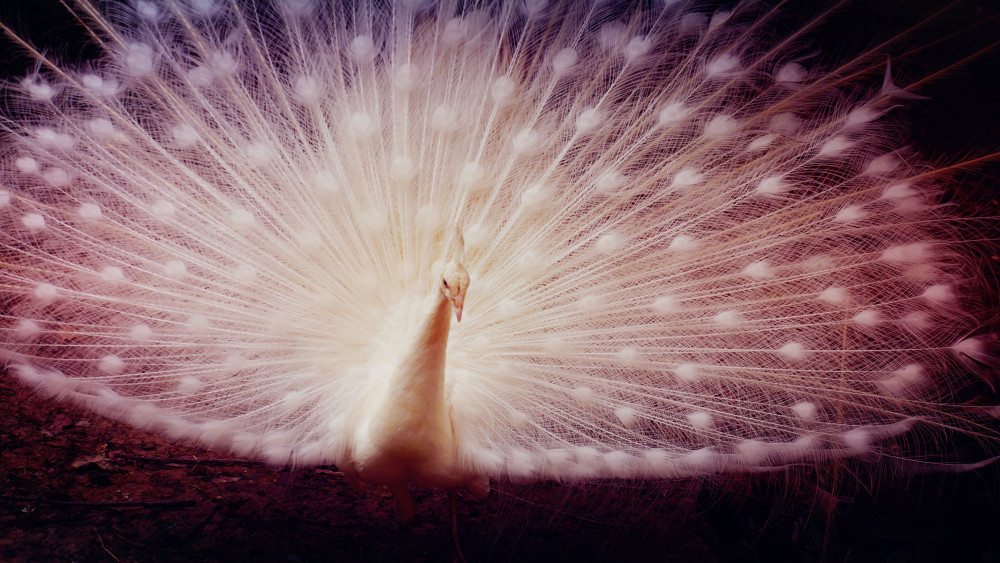 White peacock Wallpaper
