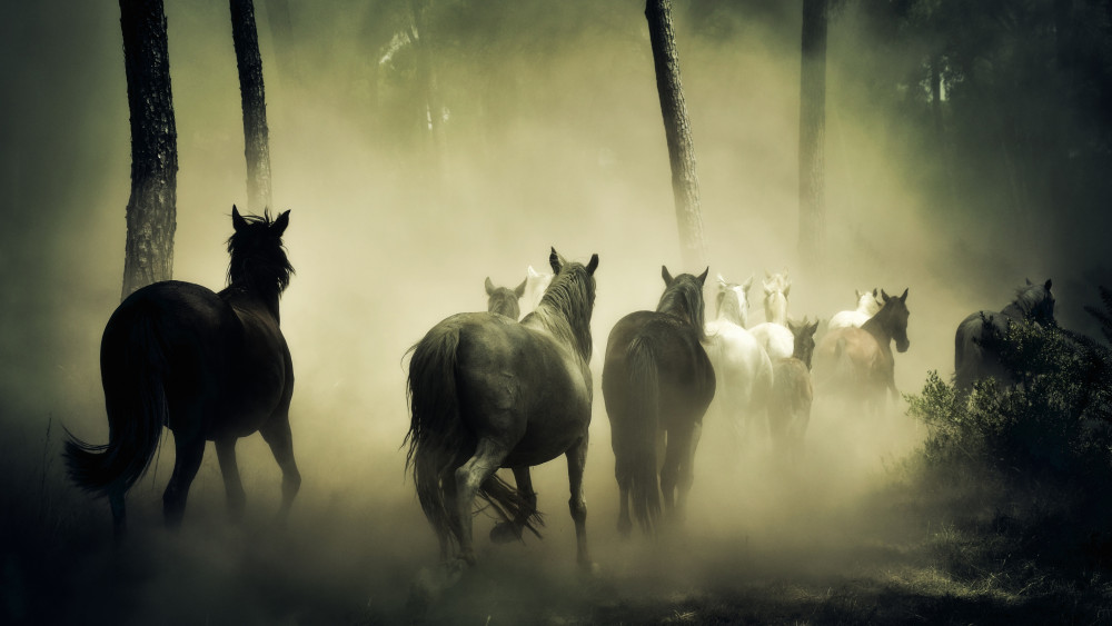 Horses Wallpaper