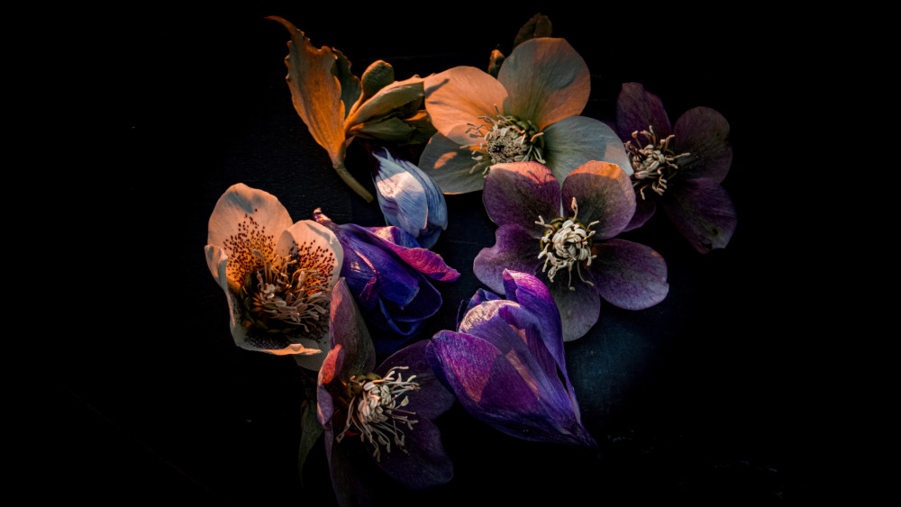 Hellebore flowers Wallpaper