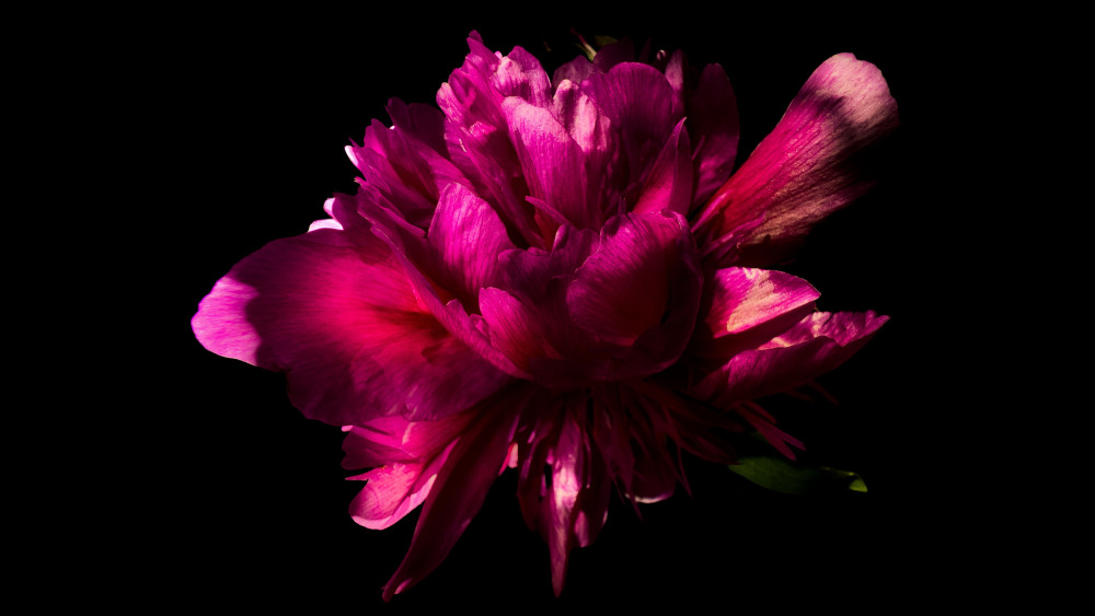 Pink flower Wallpaper