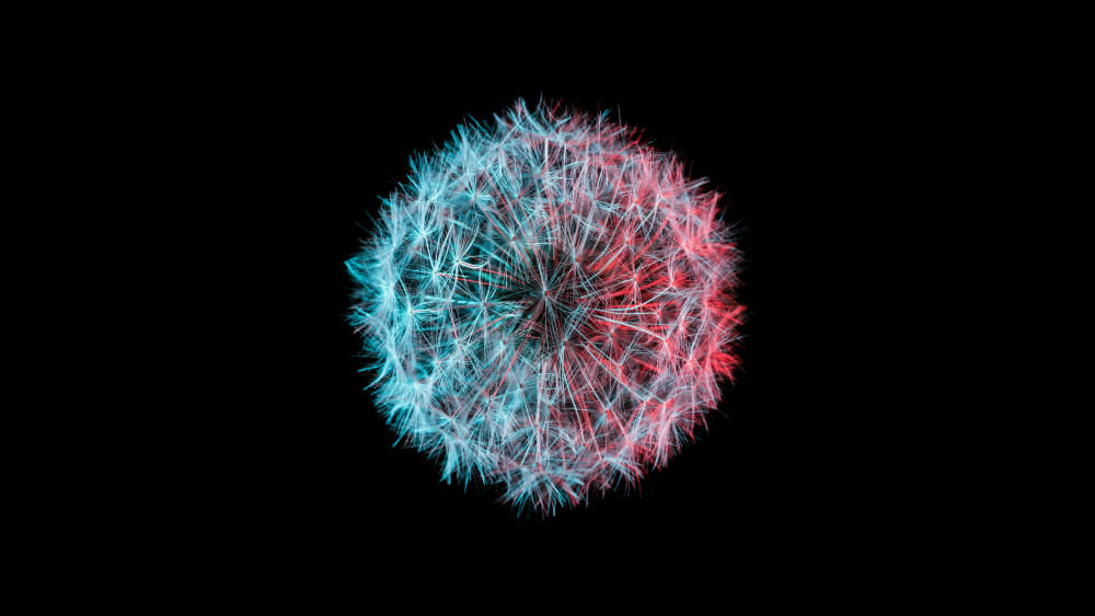 Dandelion flower Wallpaper