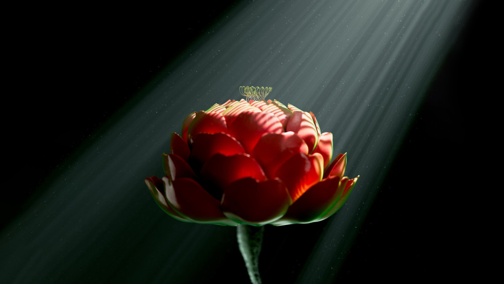 Red flower Wallpaper