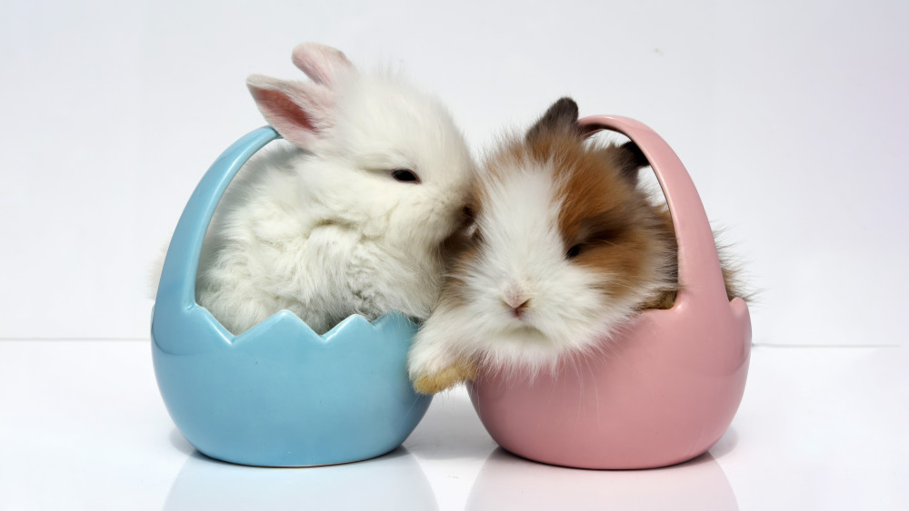 Easter bunny Wallpaper