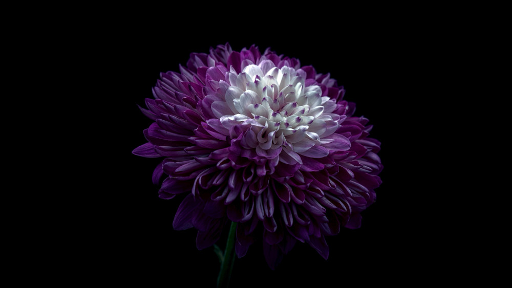Chrysanthemum Wallpaper