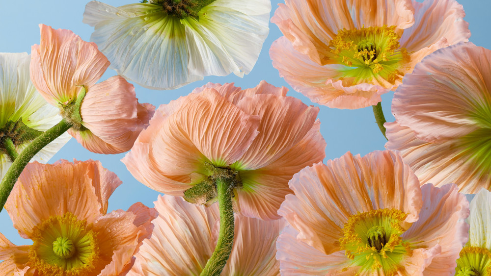 Poppy flowers Wallpaper