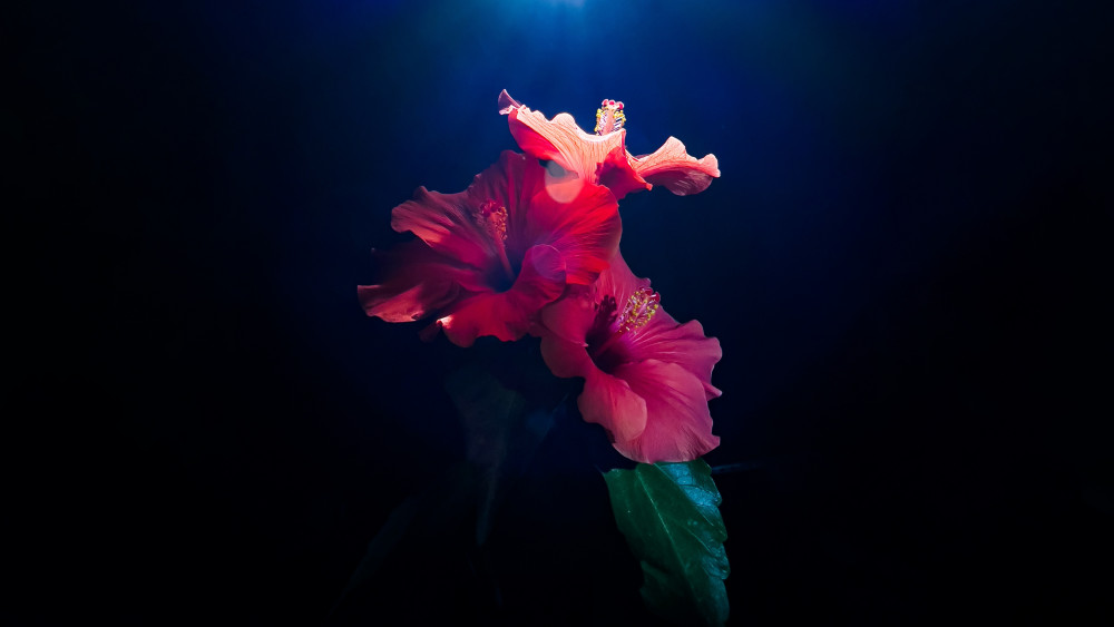 Hibiscus flowers Wallpaper