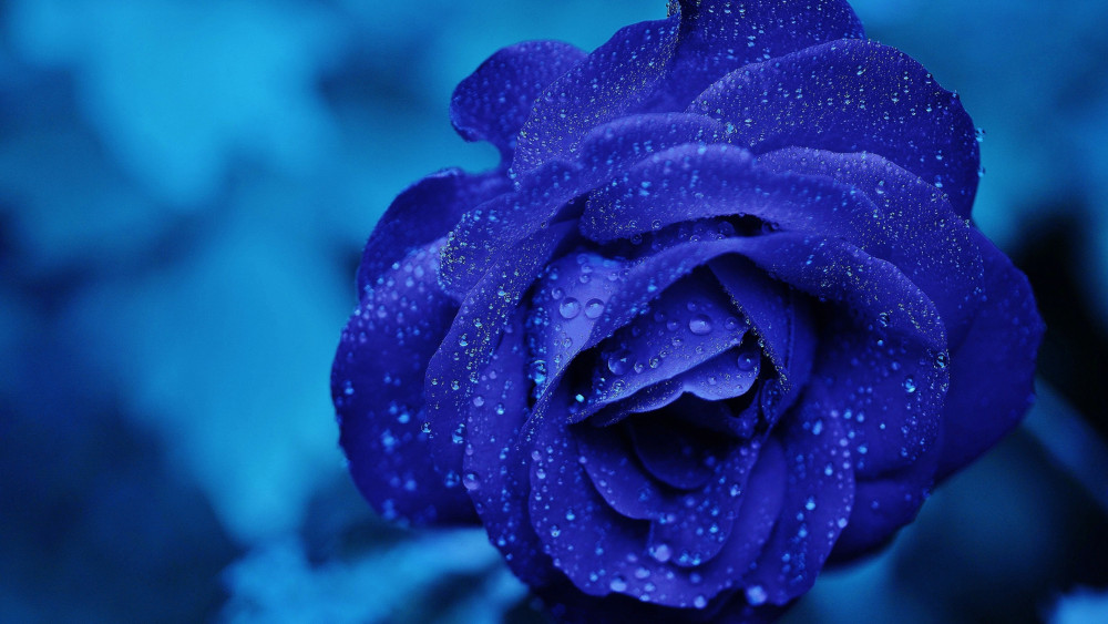 Blue rose Wallpaper