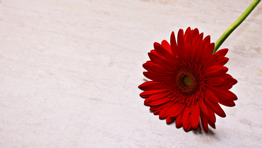 Red Gerbera Daisy Wallpaper