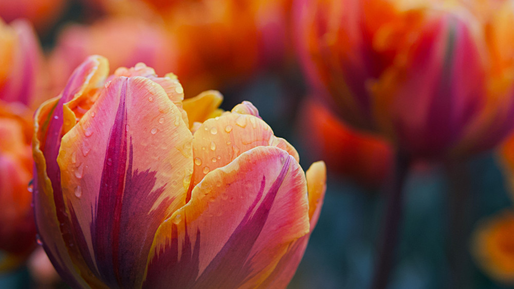 Garden tulip Wallpaper