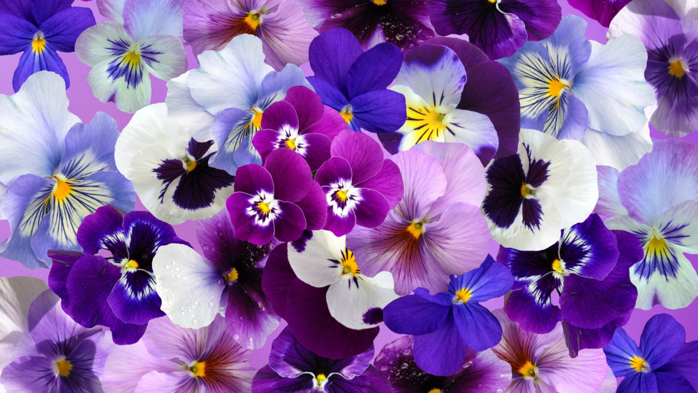 Pansy flowers Wallpaper