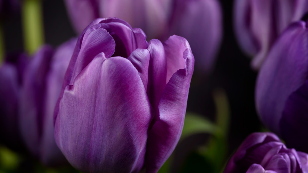 Purple tulips Wallpaper