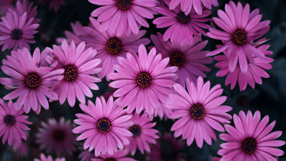 Pink Daisies Wallpaper