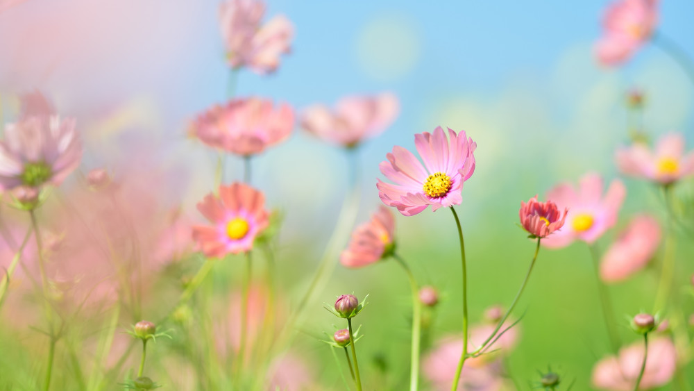 Flower garden Wallpaper