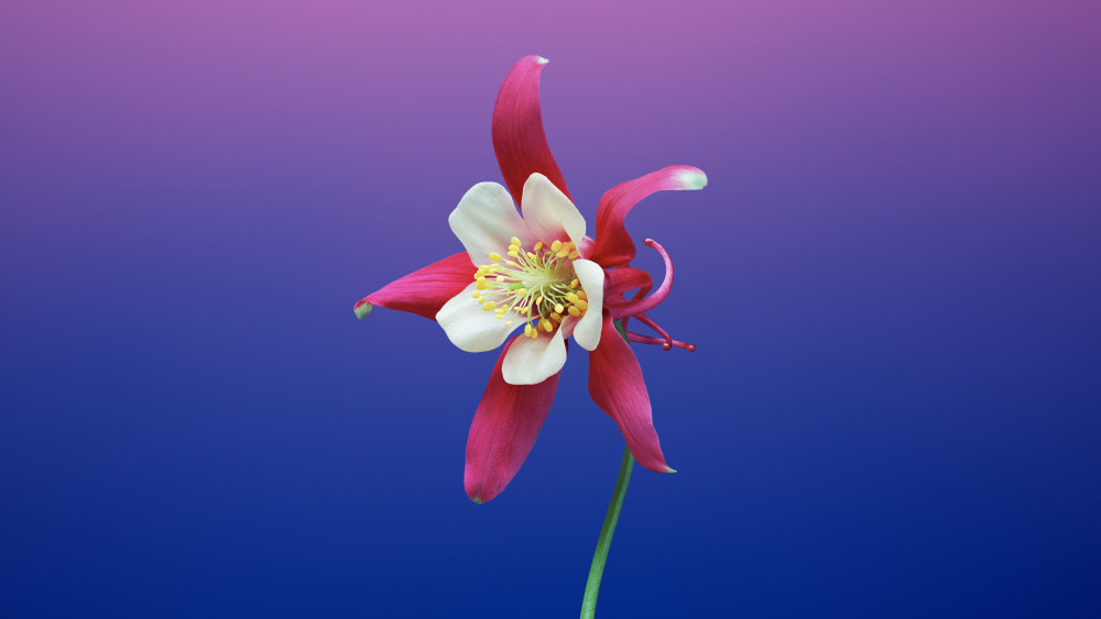 Aquilegia flower Wallpaper