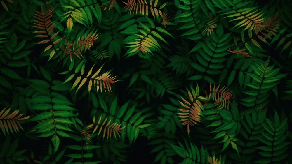Green leaves Wallpaper