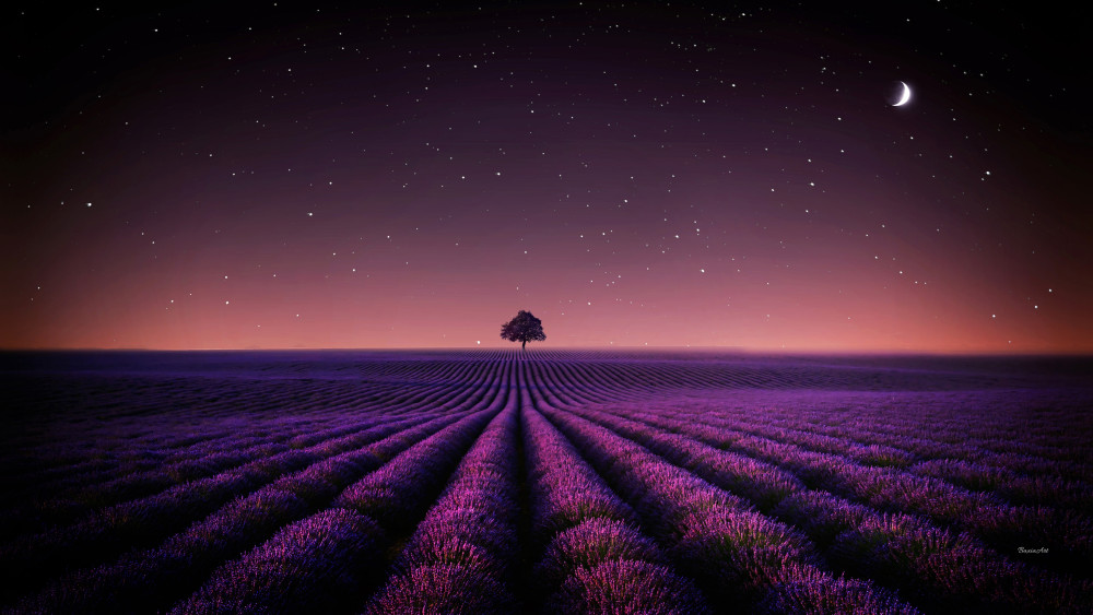 Lavender fields Wallpaper