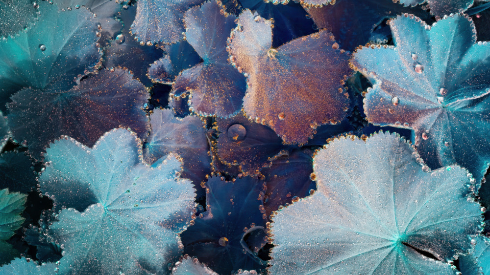 Plant Leaves Wallpaper