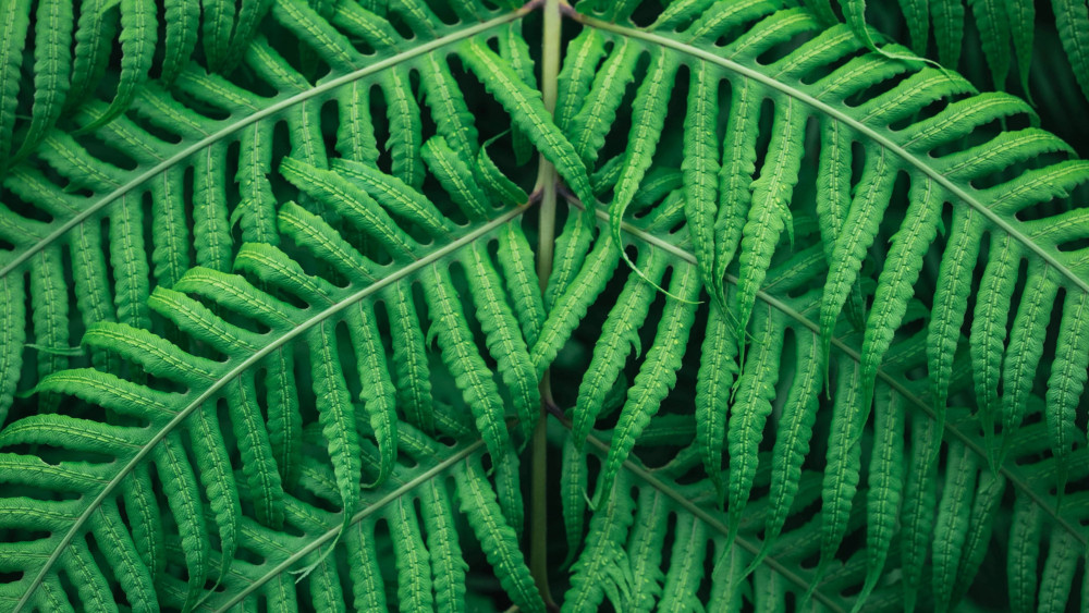 Fern plant Wallpaper