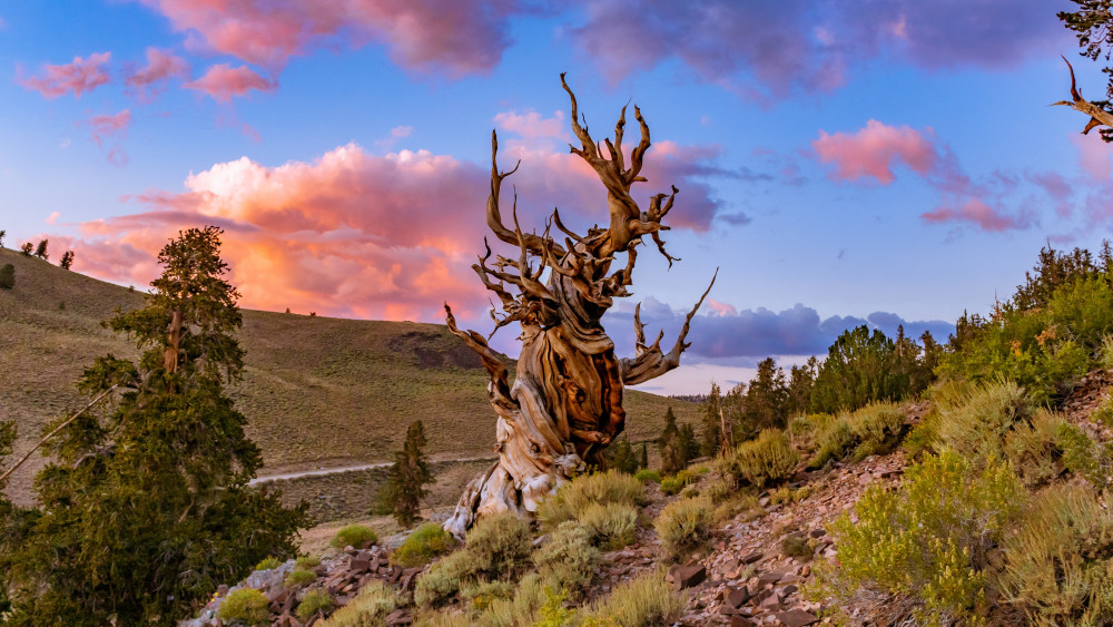 Bristlecone pine tree Wallpaper