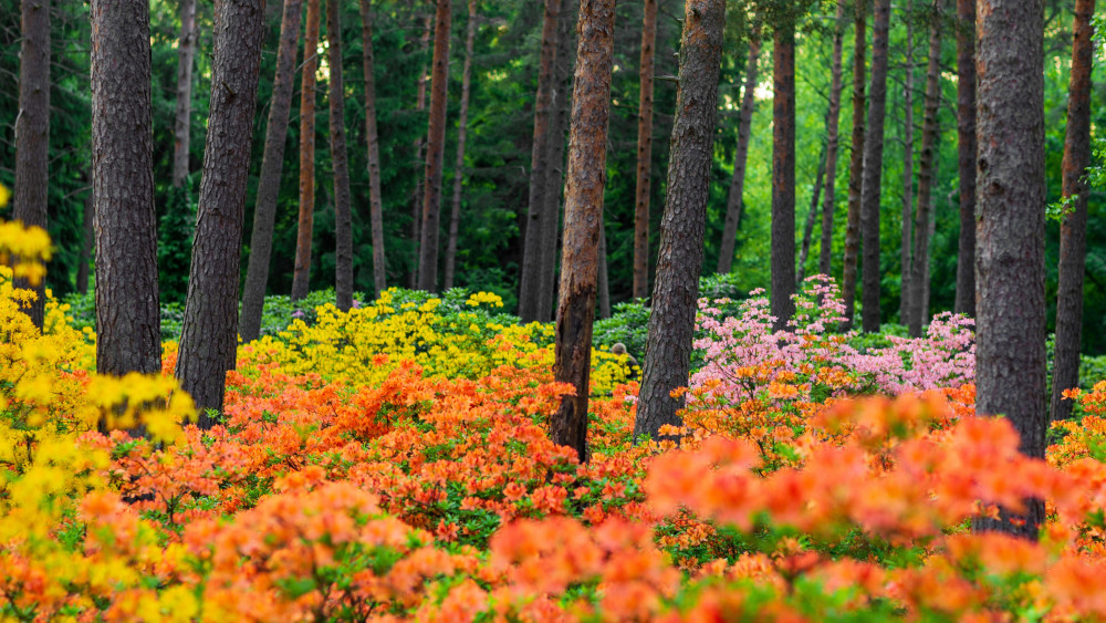 Azalea plants Wallpaper