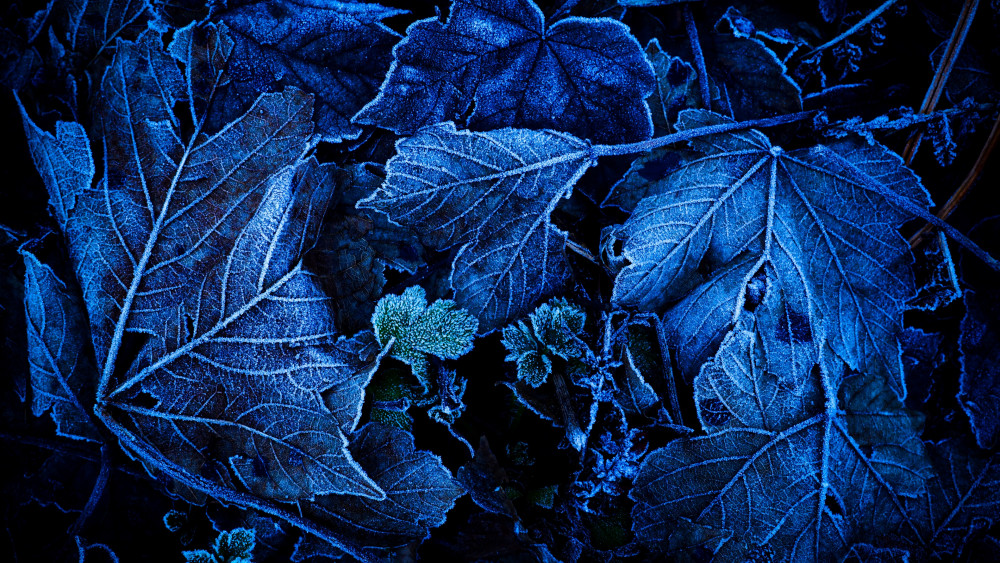 Frozen Leaves Wallpaper