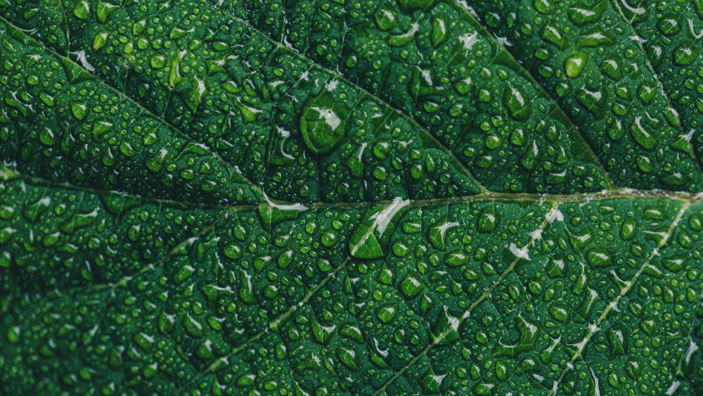 Green leaf Wallpaper