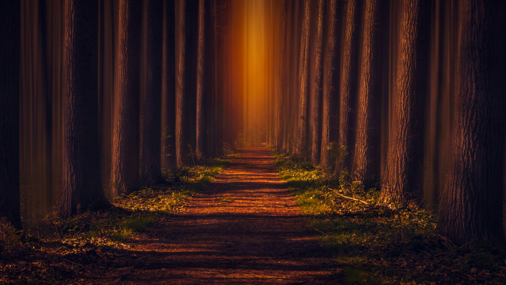Pathway Wallpaper