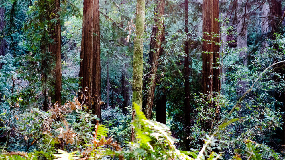 Muir Woods Wallpaper