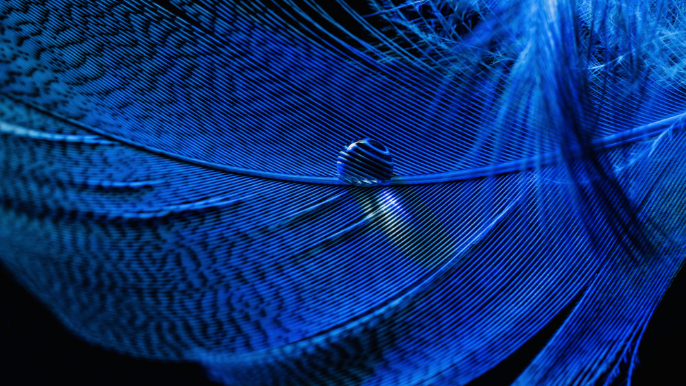 Blue Feather Wallpaper