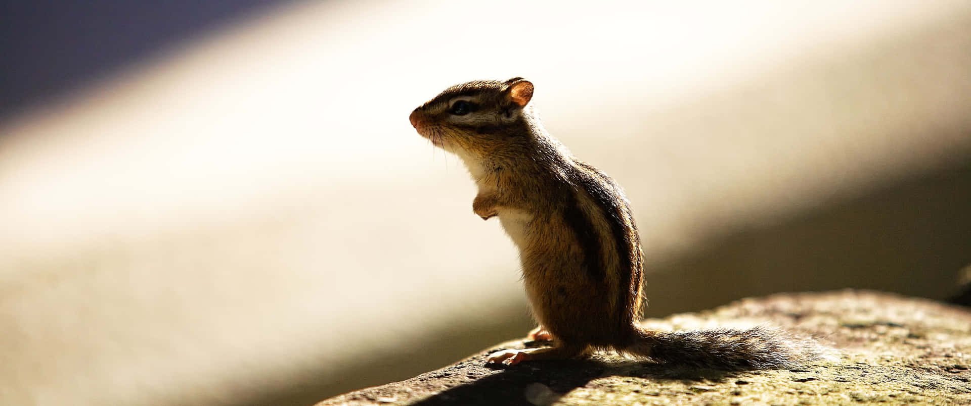 3440x1440 Animal Brown And Black Chipmunk