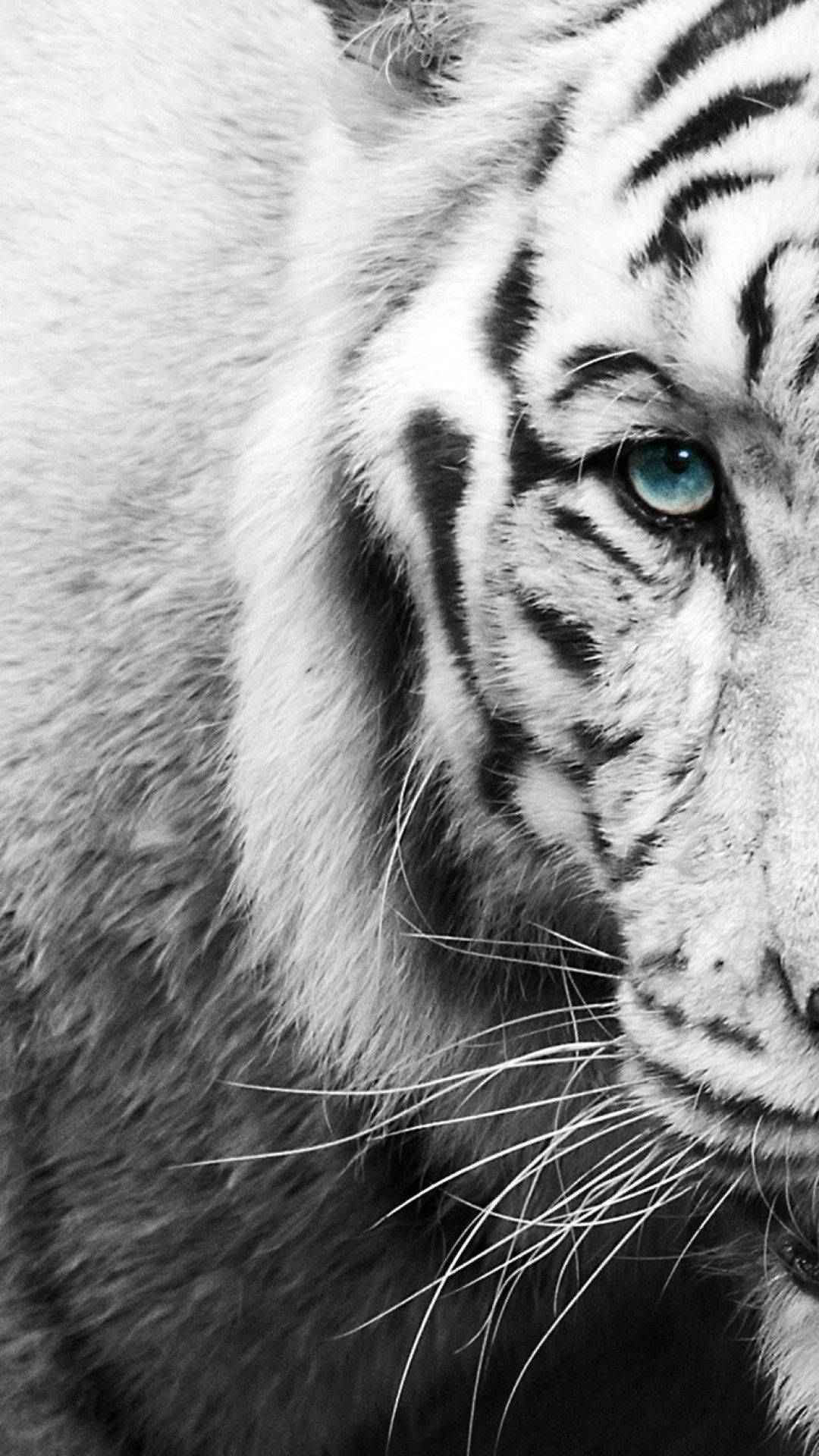 Amazing Black White Iphone Tiger Eyes Screen Background