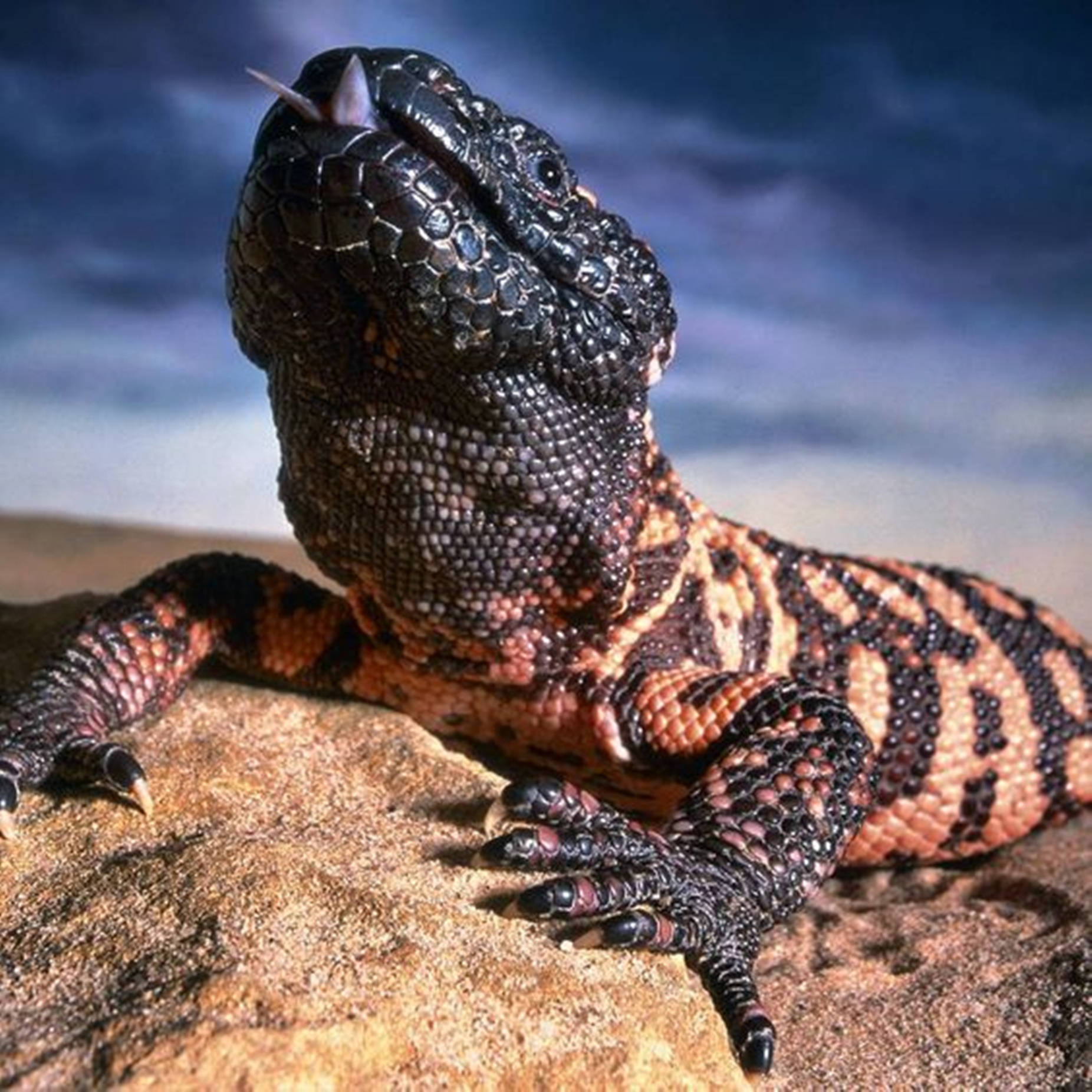 Amazing Close up shot of a vibrant Gila Monster with its tongue out Screen Background