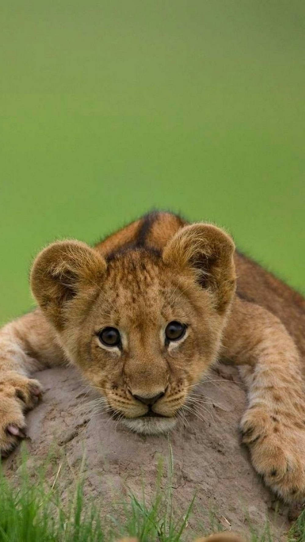 Animal Collection #17