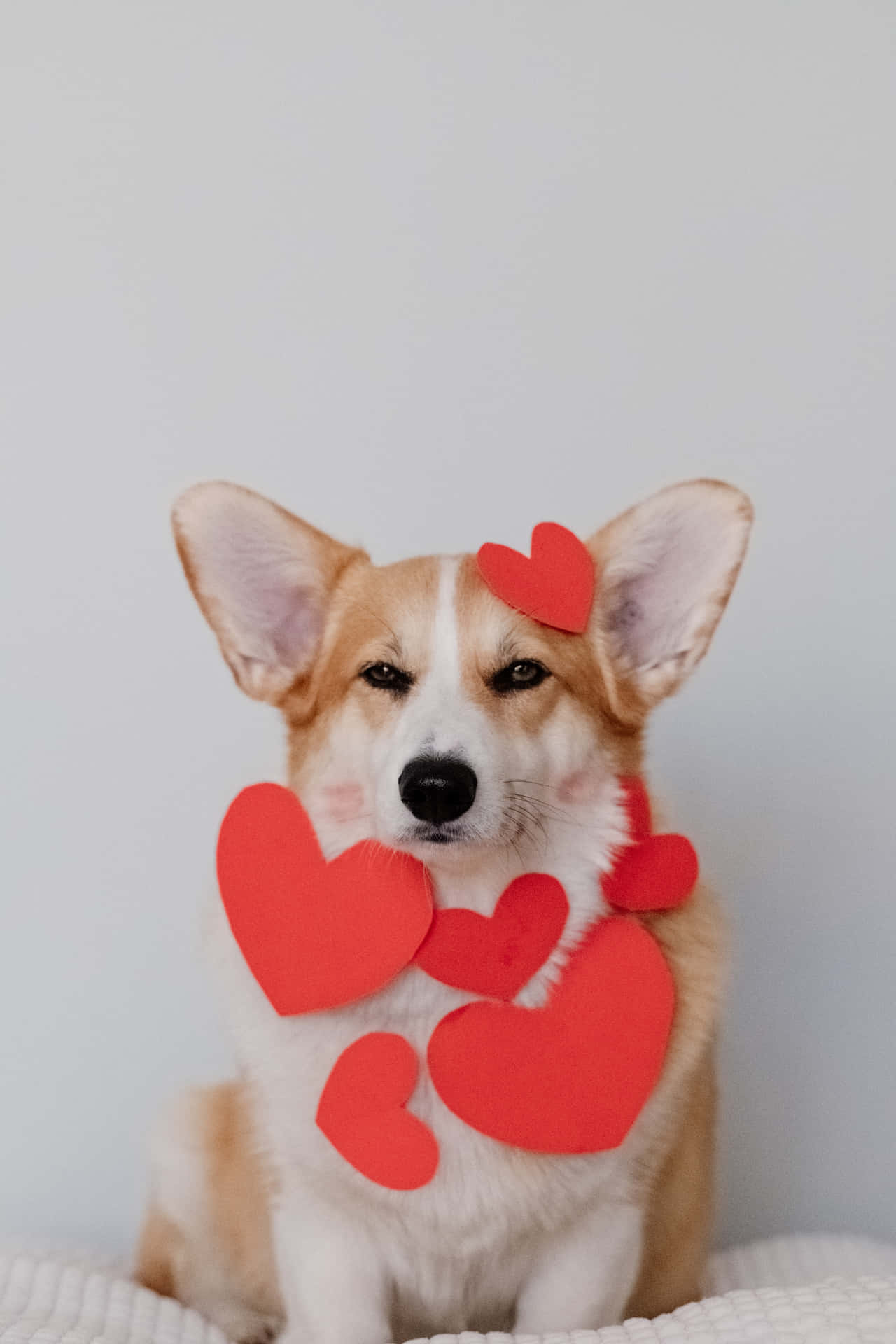 Animal Collection #21