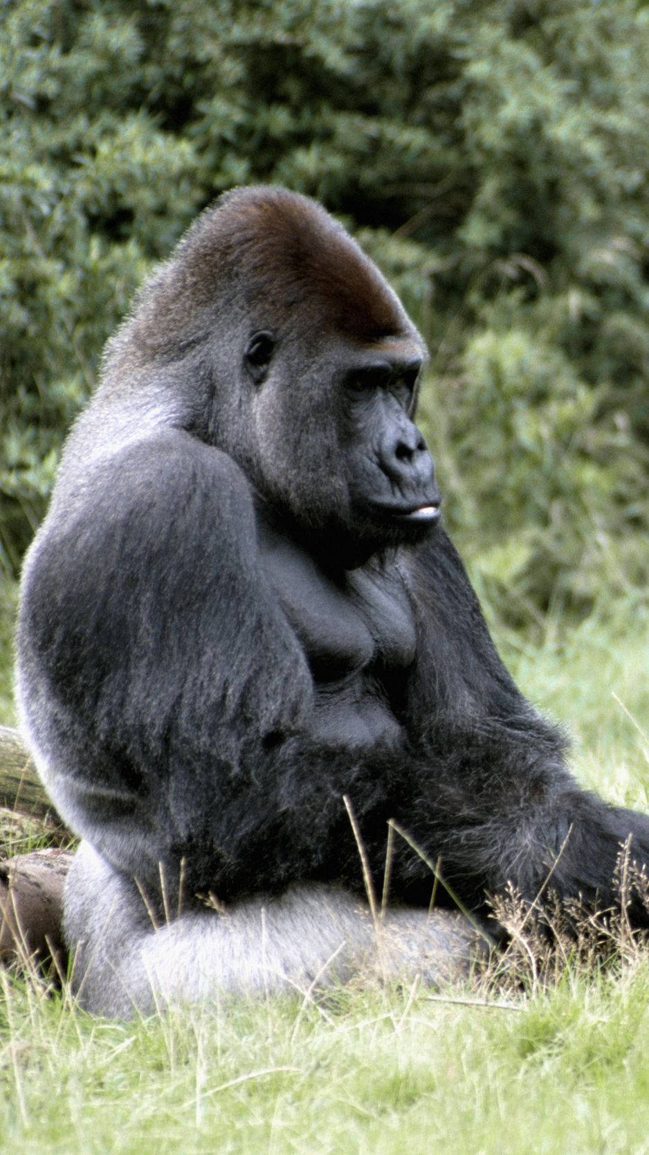 Animal Desktop Background Collection