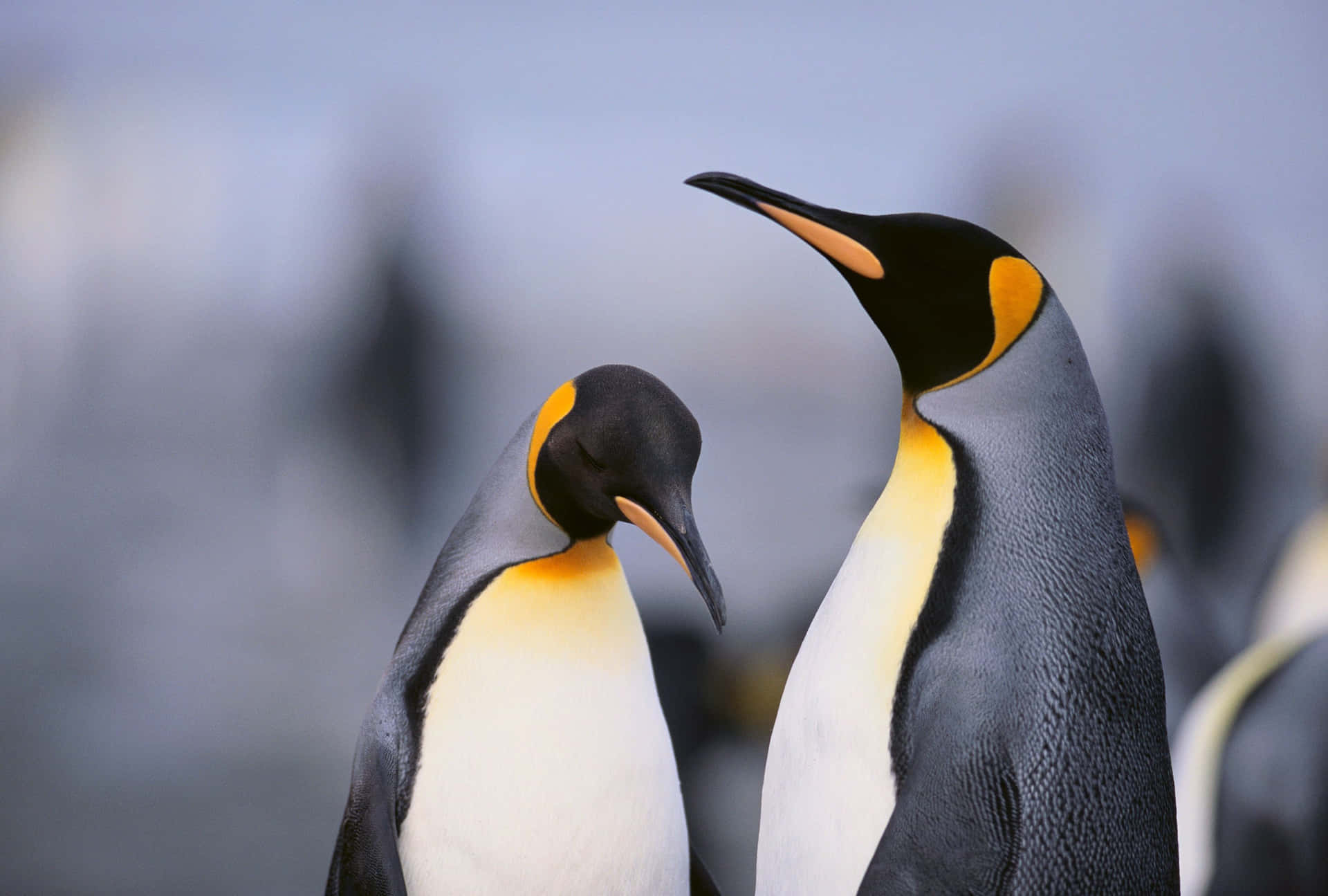 Animal Wall Art Design