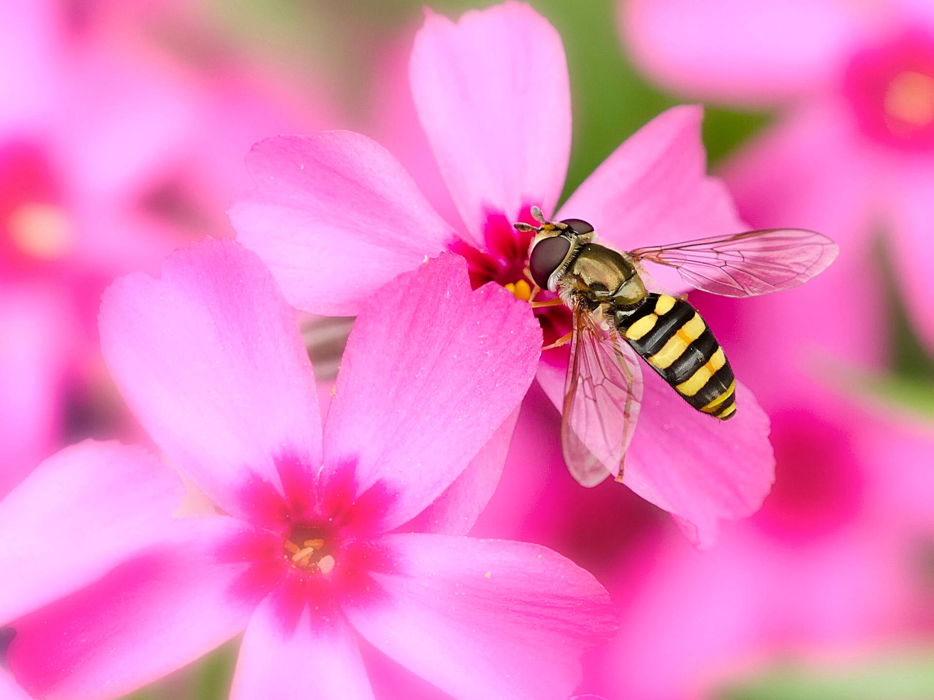 Bee On A Pink Pansie