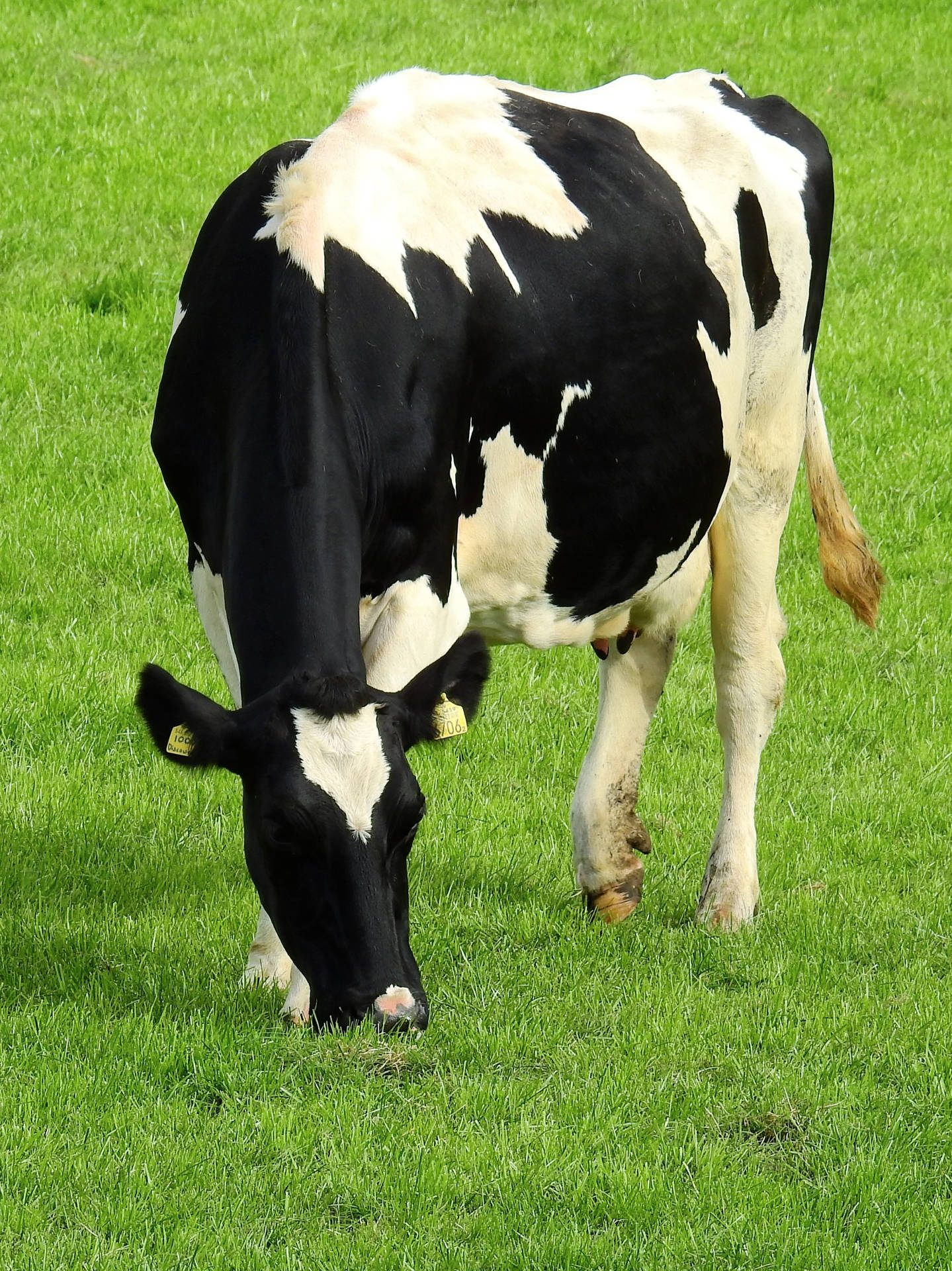 Breathtaking Eating Holstein Friesian Cattle Breed Background