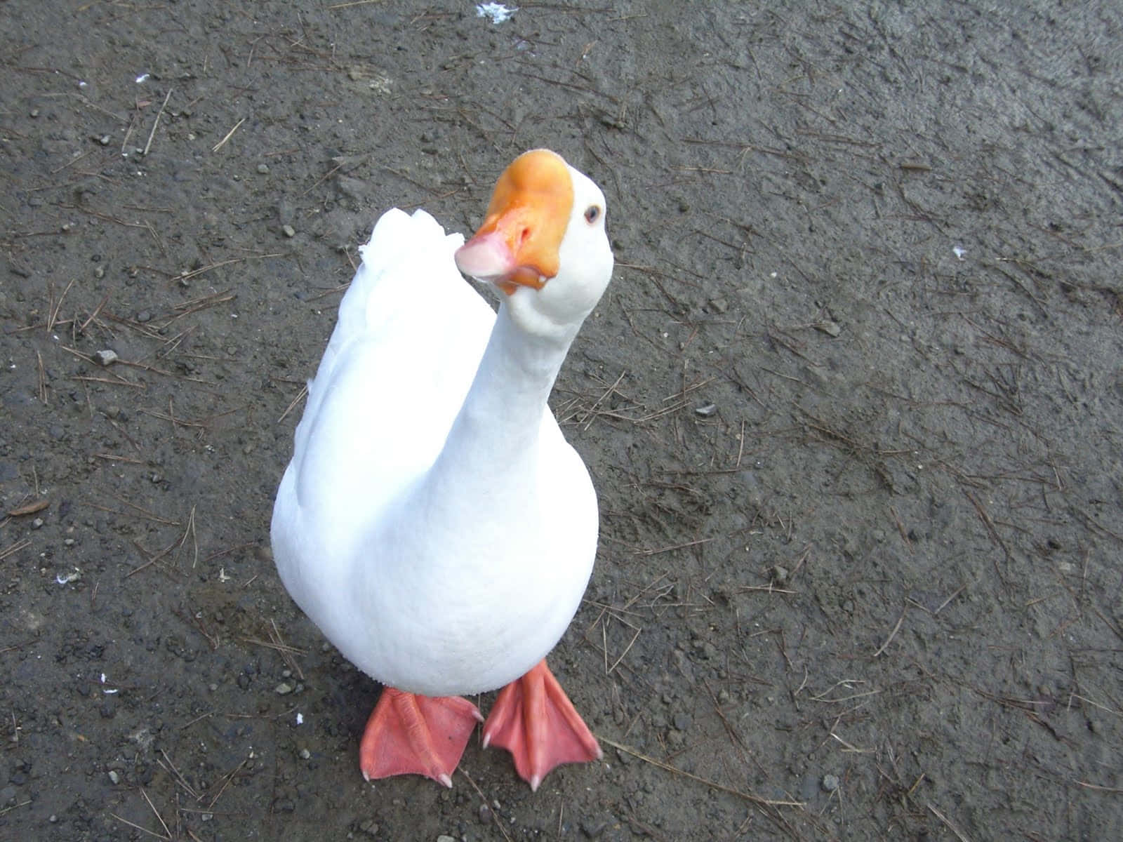 Breathtaking White Funny Goose Staring At Camera Desktop Background