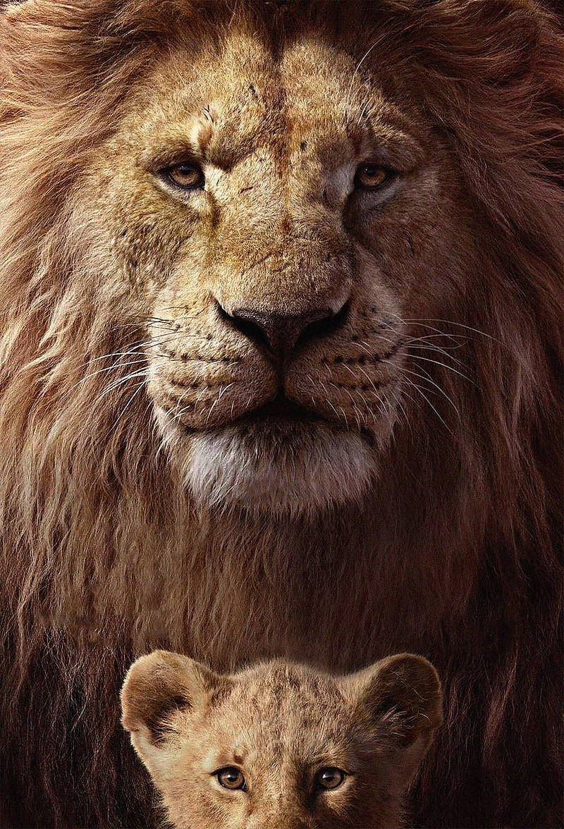 Breathtaking Young and Adult Simba The Lion King Background Image