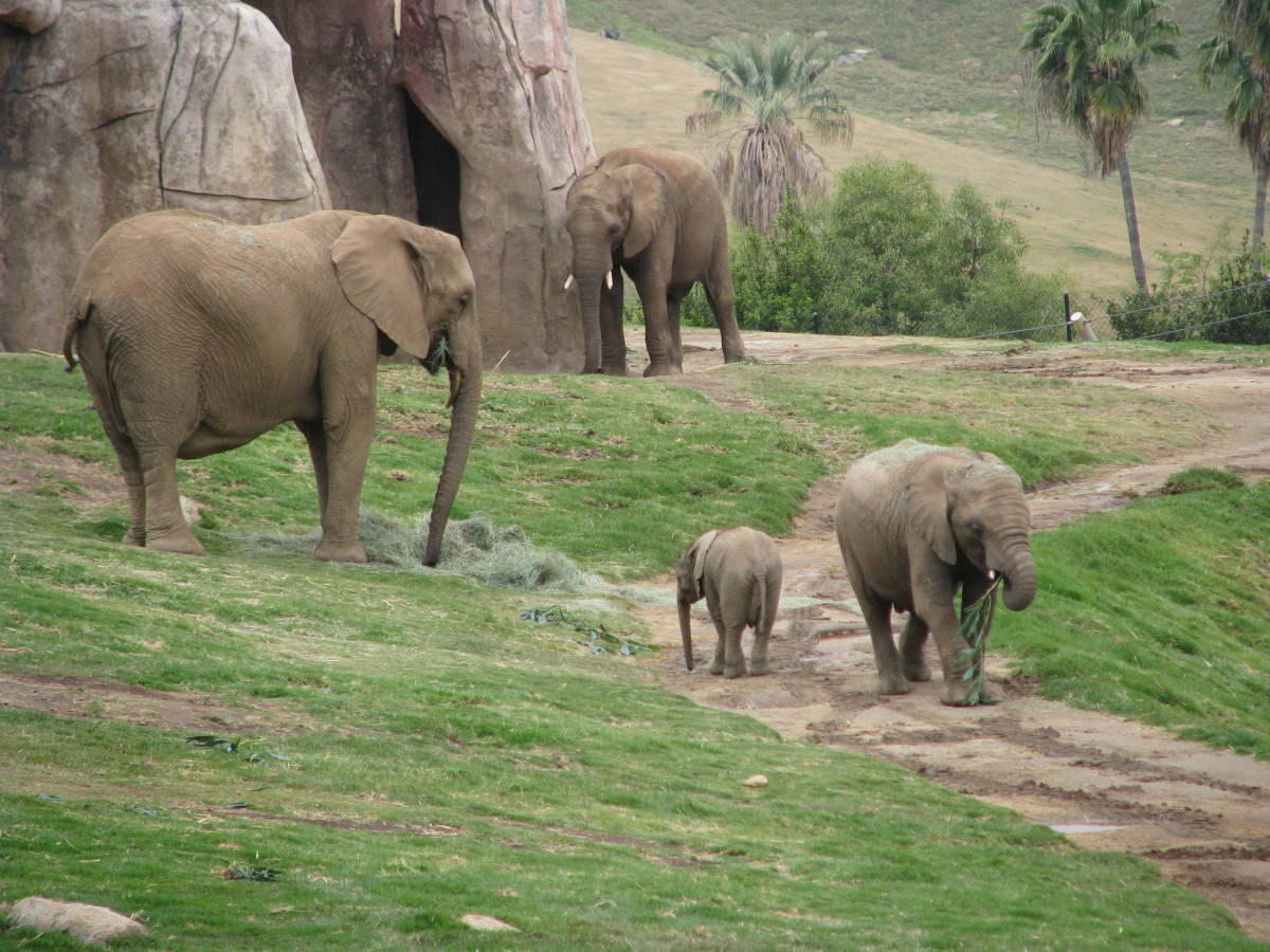 Caption: Majestic Elephant Family at San Diego Zoo
