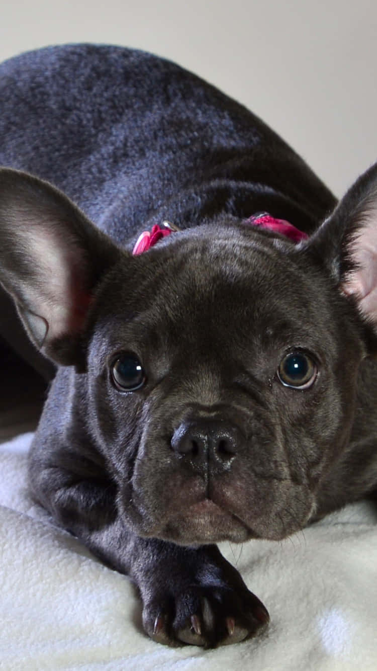 Captivating Captivating Blue Sable French Bulldog Background